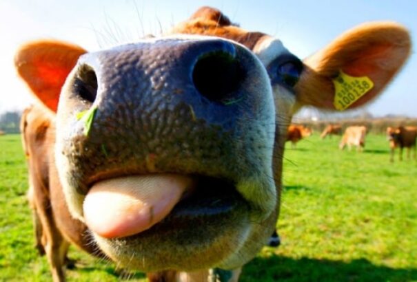 Kínai tudósok három olyan szupertehenet klónoztak, amelyek évente 18 tonna tejet képesek termelni