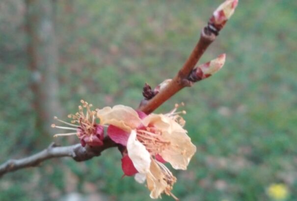 Meteorológia: súlyos károkat okoztak a gyümölcsösökben az éjszakai fagyok