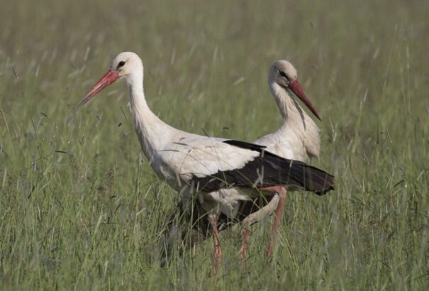 Megérkeztek az első gólyák