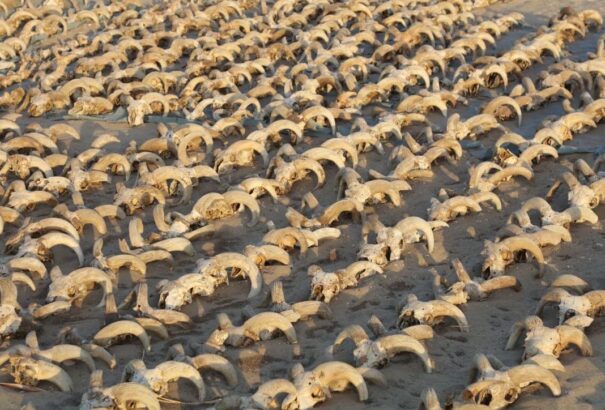 Több ezer állati koponyát találtak II. Ramszesz templomában