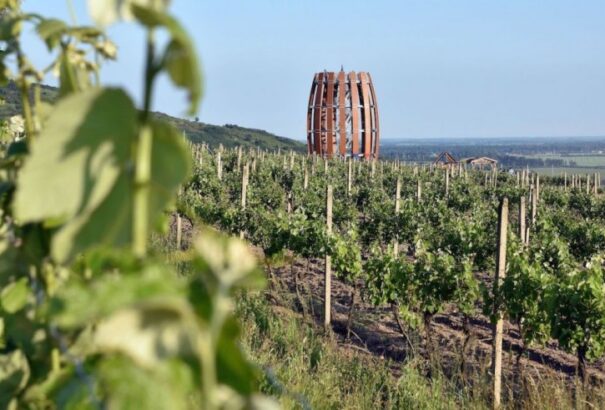 Tokajban új borfajtákat nemesítettek. Bővül az exkluzív szlovákiai borkínálat