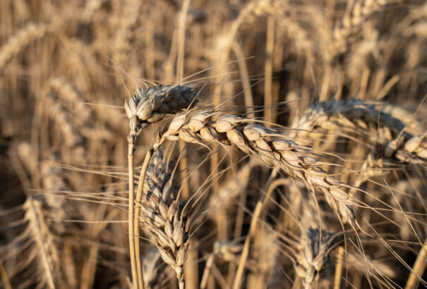 Csallóközi malomban találtak tiltott növényvédő szerrel fertőzött ukrán gabonát