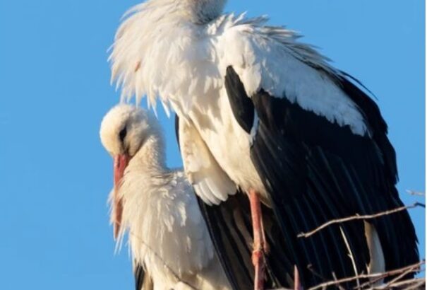 Marad a változó, tavaszias idő