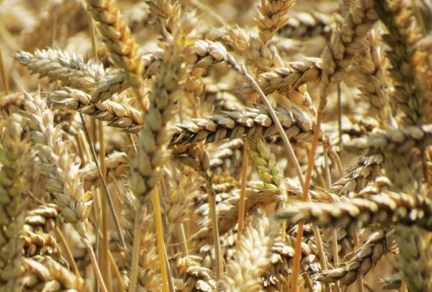 A V4 agrárkamarái határozott lépéseket kérnek az Európai Bizottságtól az uniós termelők és fogyasztók érdekében