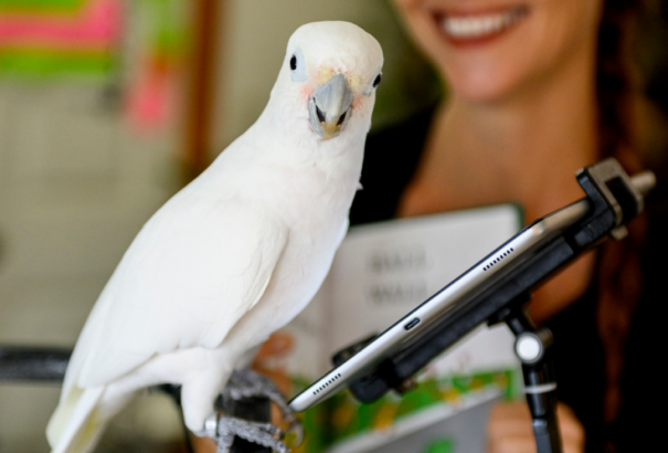 Tudósok megtanították telefonálni a papagájokat. Érdekes eredményt hozott a kísérlet