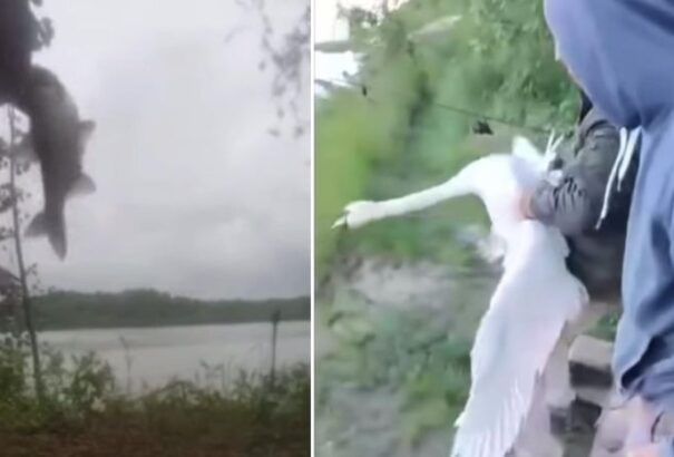 Sört öntöttek a hattyúba, labdát csináltak a pontyból. A rendőrség keresi az állatkínzókat