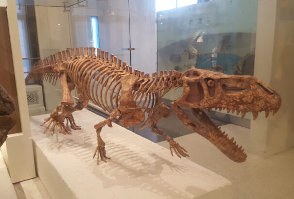 1,7 milliárd T-rex élhetett egykoron a Földön, sosem sikerült még ilyen pontosan megbecsülni az egyedszámukat