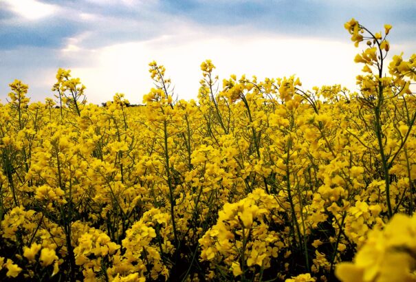 Változóan felhős-napos időt hoz a hétfő