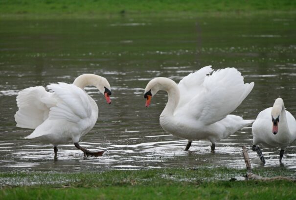 Ópium-túladagolás miatt tömegesen pusztulnak a bütykös hattyúk Izsa és Pat környékén