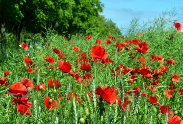 Csütörtökön még marad a változóan felhős-napos idő