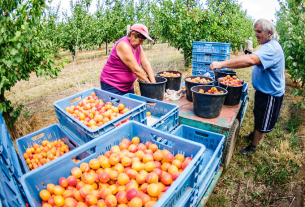 Az időjárás tönkretette az idei gyümölcstermést, ezért az üzletekben tíz-húsz százalékkal drágábbak lesznek a gyümölcsök