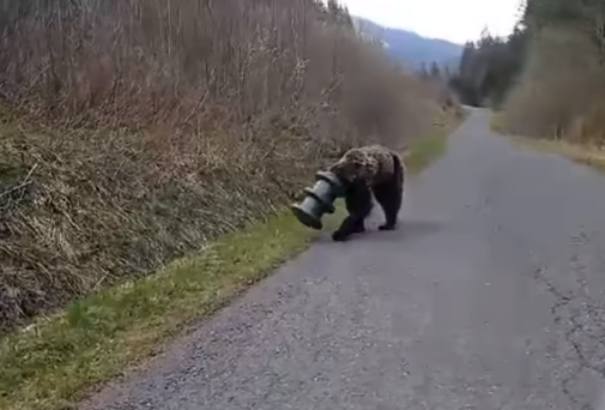 Két hét után megmentették a medvét, akinek etetőhenger szorult a fejére