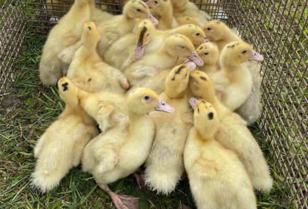 Gazdag kínálat volt a Duna-menti termelői piacon – Képekkel