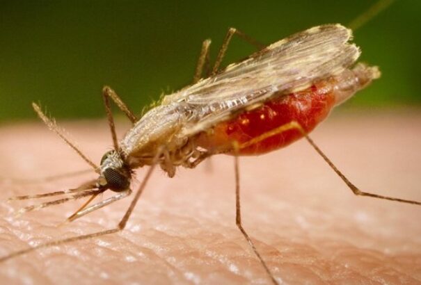 Akár egy szappan illata is elég lehet a szúnyogok távol tartására, egy friss kísérletből derült ki