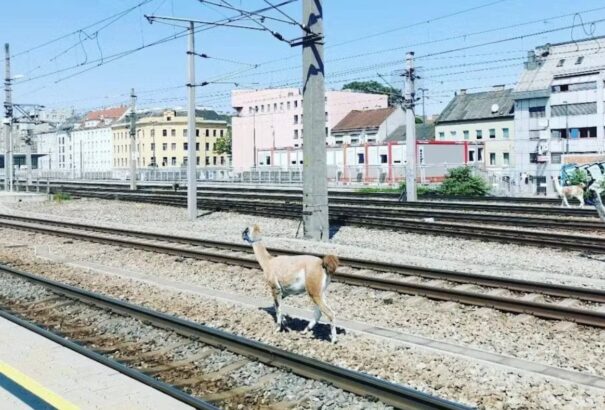 Lámák bénították meg a bécsi főpályaudvar vonatforgalmát