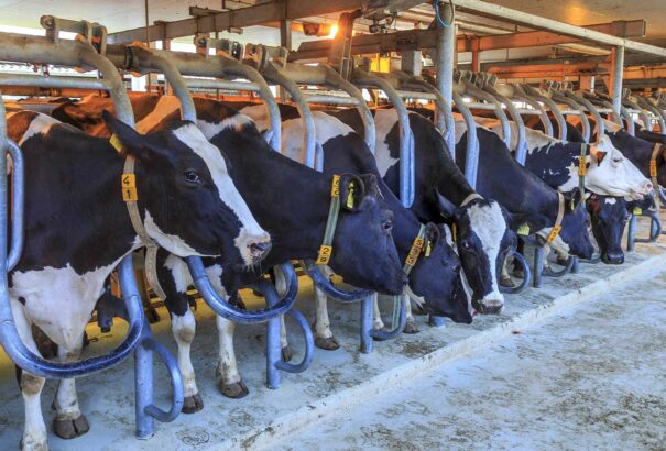 Klímavédelem ír módra: 200 000 fejőstehén legyilkolását tervezi a kormány