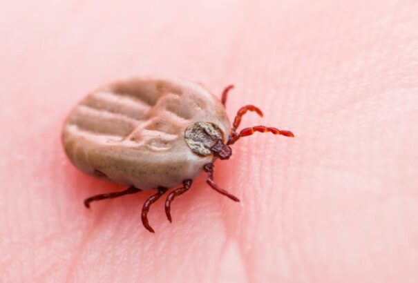 Közegészségügyi Hivatal: A kullancsot csipesszel kell eltávolítani, és nem ajánlott olajat csepegtetni rá