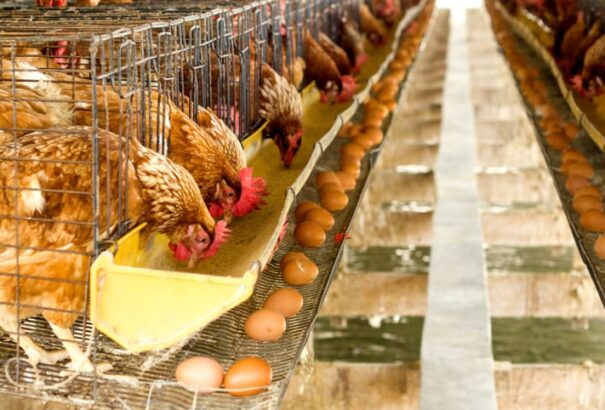 Az üzlethálózatok kivonják kínálatukból a ketreces tenyésztésből származó tojást