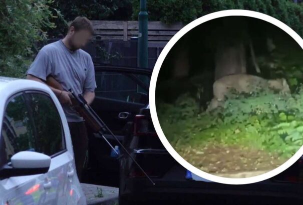 Elszabadult egy oroszlán Berlinben – két napja nem találják