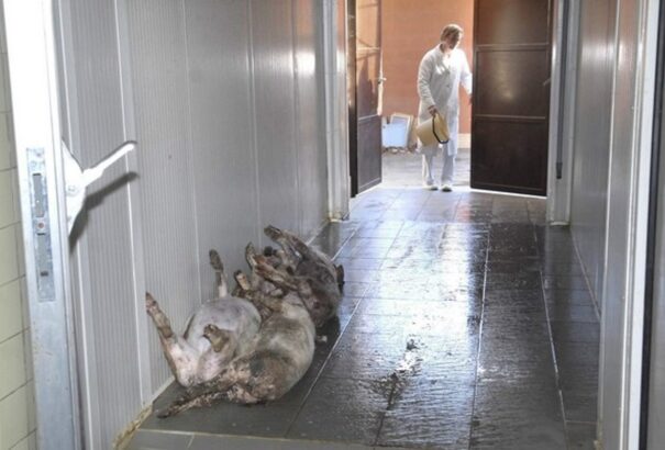 A dánok újra akcióban: Növekszik a felháborodás a dögégető üzem körül. A bősiek kezében a döntés