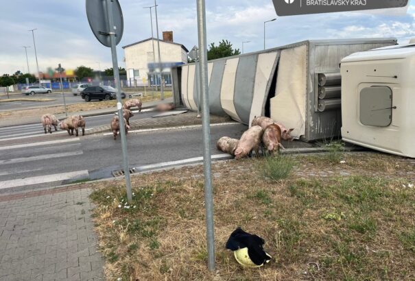 Felborult egy élő sertéseket szállító kamion Szencen. Az állatok elindultak Pozsony felé – Képekkel