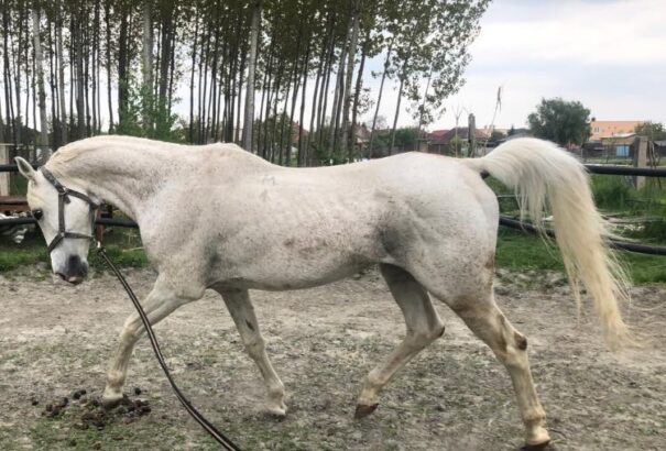 Baranyovics Blanka a Felvidéki Vágtán