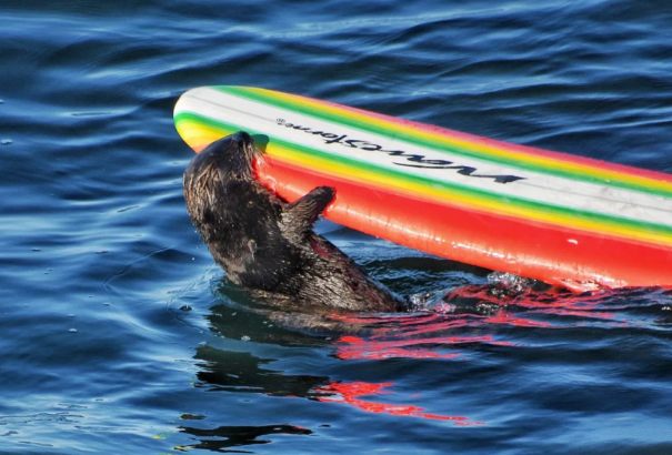 Egy agresszív tengeri vidra szörfdeszkákat lop Kaliforniában