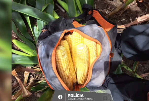 Négy férfi 258 cső kukoricát lopott, két évig terjedő szabadságvesztés fenyegeti őket