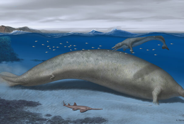 Ez lehetett a valaha élt legnehezebb állat