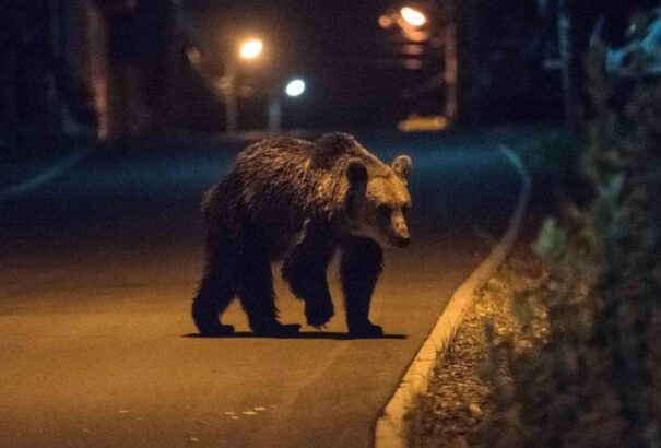 Székelyföld: Iskolák mellett randalírozó medvét lőttek ki Csíkszeredában