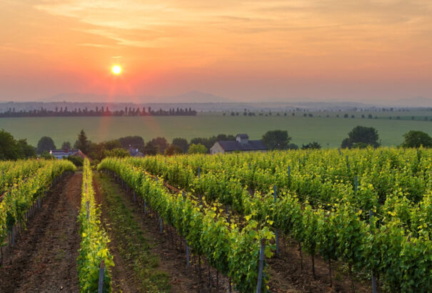Kevesebb szőlő terem idén, de jobb minőségben