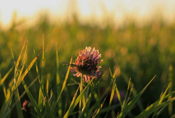 Pénteken még kitart a nyárias meleg