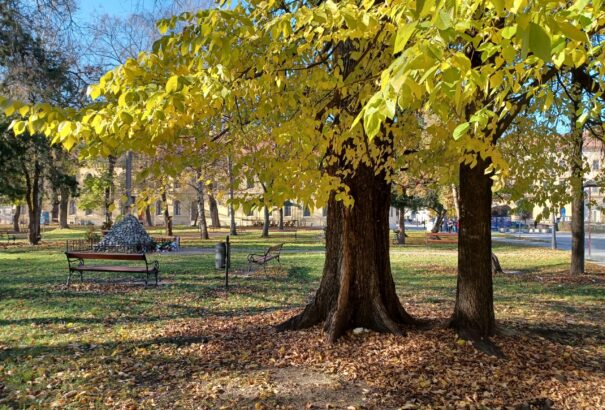 Fogadj örökbe egy fát, Komáromban!