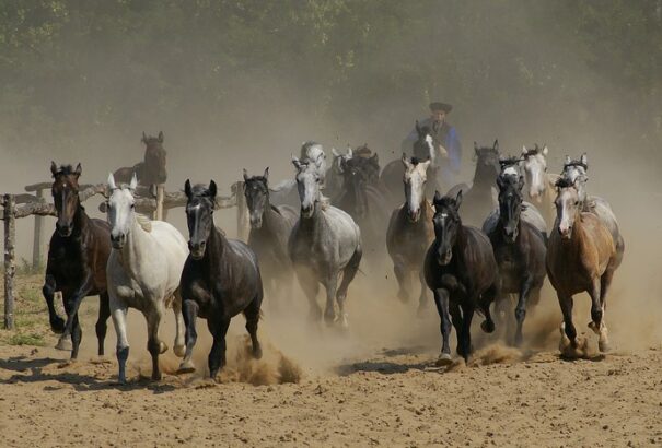 Megjelent a Kárpát-medencei Lovas Program nyílt pályázati felhívása
