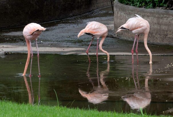 Kiirtotta a flamingóállomány jókora részét egy róka a schönbrunni állatkertben
