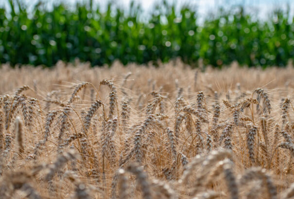 Ukrajna felfüggesztette a WTO-nál a gabonapert Szlovákia, Magyarország és Lengyelország ellen