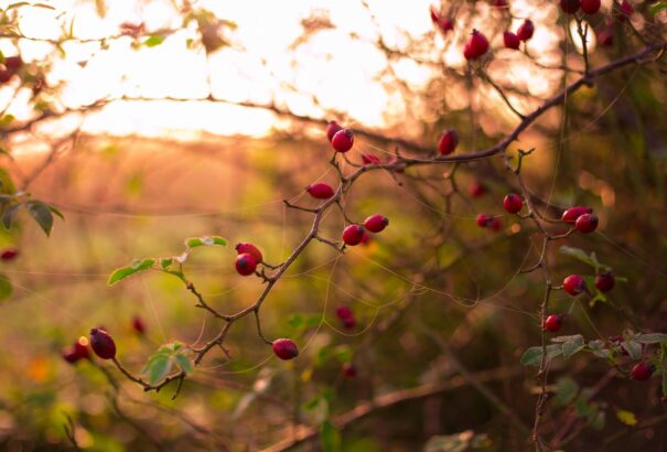 Borongós, felhős időre számíthatunk kedden