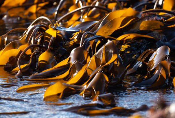 Már 8000 éve rátalált Európa a szuperélelmiszerre, csak azóta hajlamosak voltunk elfelejteni