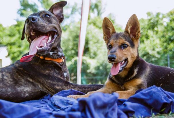 Testméret és öregedés a kutyáknál