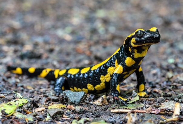 Döbbenetesen sok kétéltűfaj tűnik el, és ez nagyobb baj lehet, mint gondolná