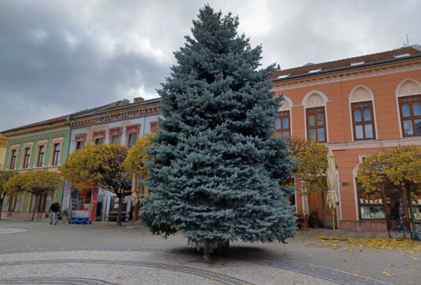 Formás fenyőfa díszíti Komárom főterét – Képekkel