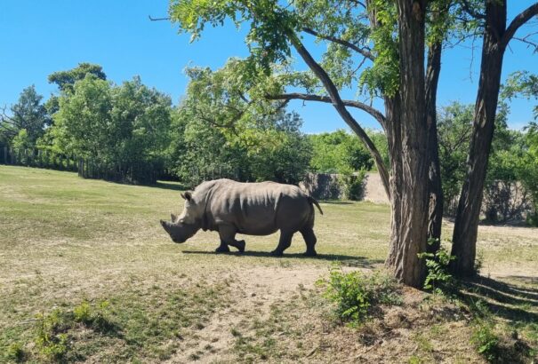 A mai Róma környékén vízilovak éltek