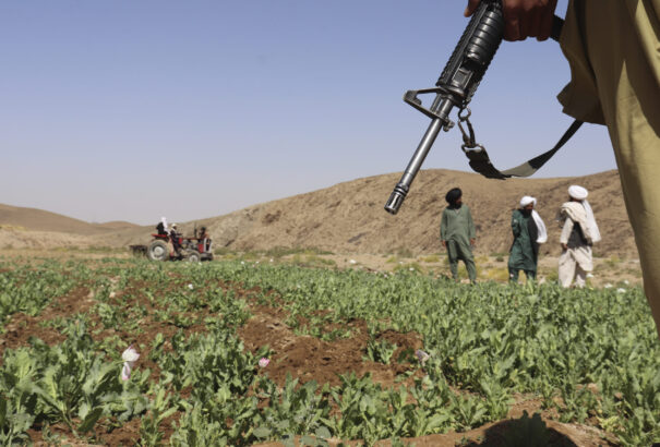 Afganisztánban 95 százalékkal esett vissza a máktermelés, kevesebb lehet a heroin a világpiacokon