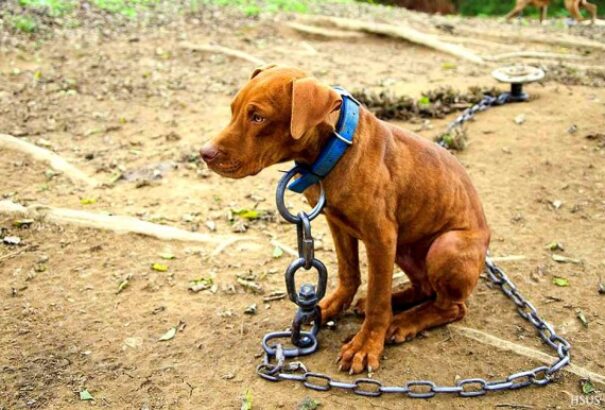 Vége a kutyák pórázon tartásának