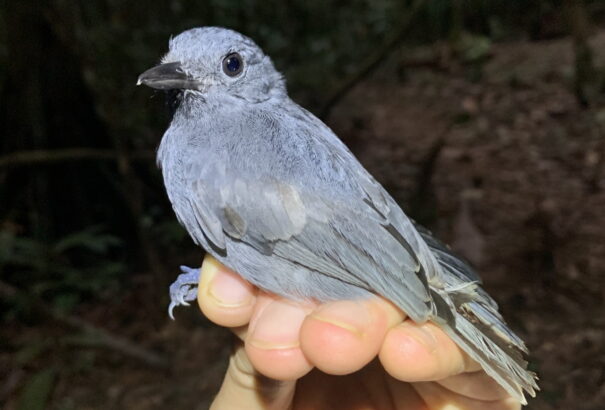 Minden kontinensen értik a madarak egymás riasztását