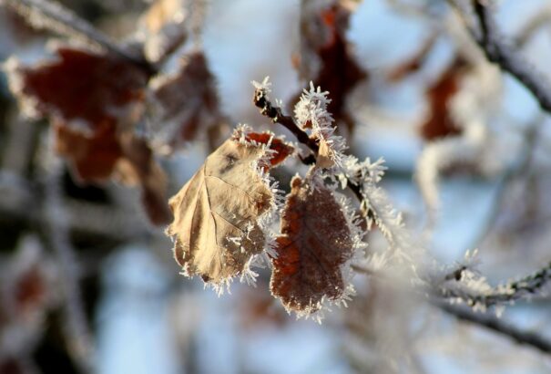 Hamarosan visszatér a tél – fagyos lesz a január