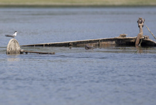 Elsüllyedt egy teherhajó a Dunán Szerbiában. Ezer tonna nitrogén műtrágyát szállított