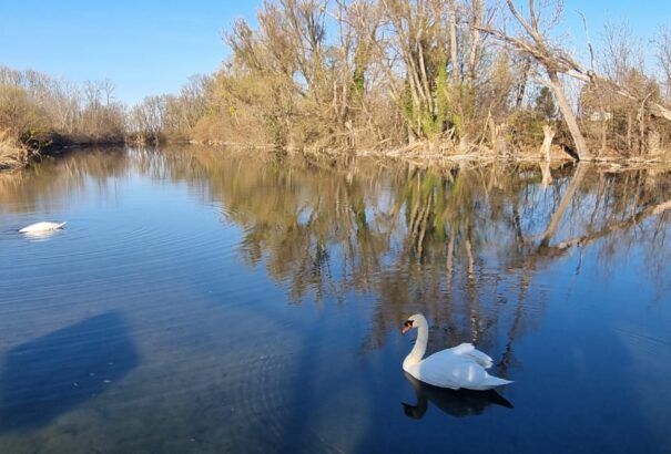 Elárasztják az Öreg-Duna ágrendszerét