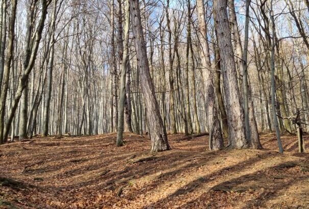 Vadászat közben meglőttek egy kirándulót a Bükkben