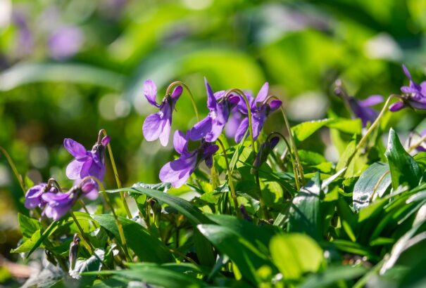Megdőlt a melegrekord Kelet-Szlovákiában